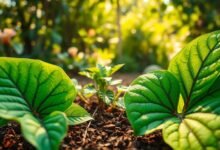 Manfaat Daun Insulin untuk Menurunkan Gula Darah